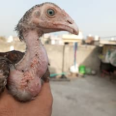 aseel chicks available in high quality cheep rate