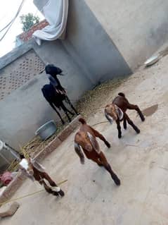 A goat with three babies for Sale