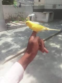 parrot 0