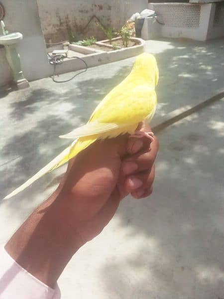 parrot 1