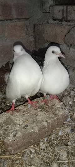 One red tail male and 2 black tail females and one shrazi male