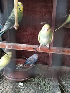 Australia parrot or dove