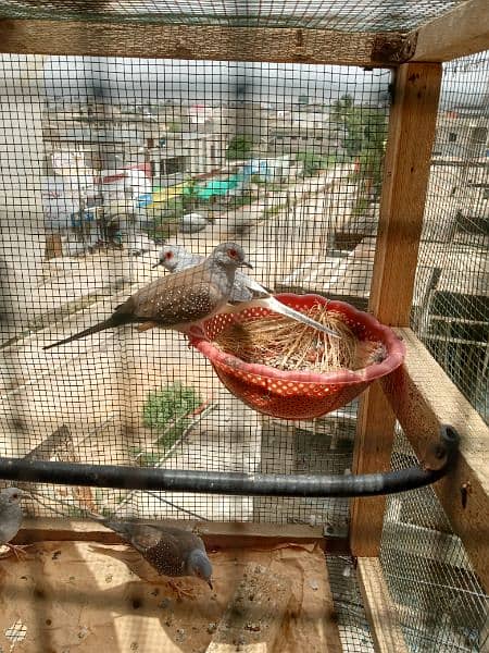 Australia parrot or dove 3