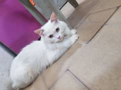 original breed persian female kitten color white