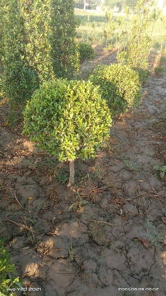 plants available seminature panda fex base 2