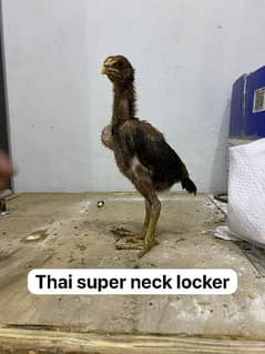 MashAllah thai vait heera galwa thai neck locker