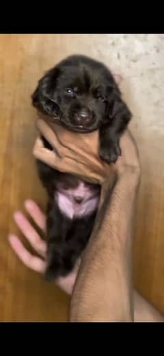 chocolate puppie labrador