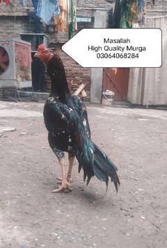 Top Quality Murga