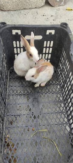 one pair of rabbits