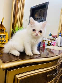 Persian Triple coated Kitten 0