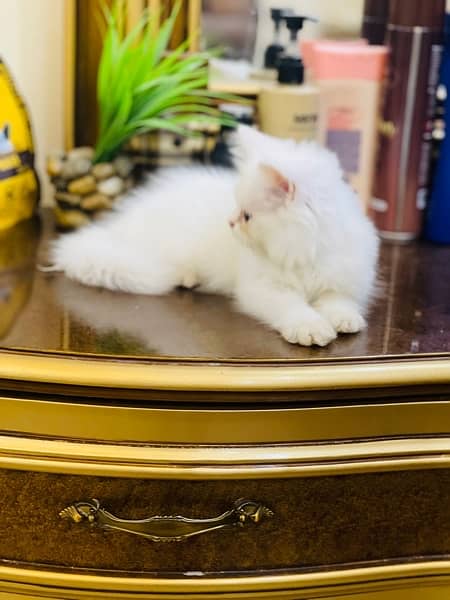 Persian Triple coated Kitten 1