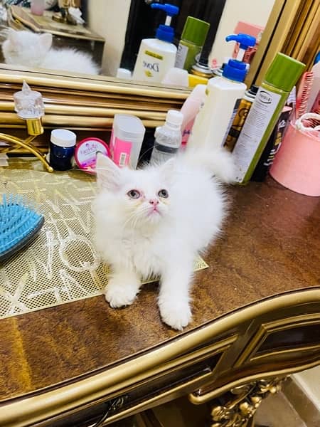 Persian Triple coated Kitten 3