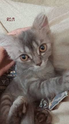 03-25-433-411-4 Double Coated Persian Cat Female kitten