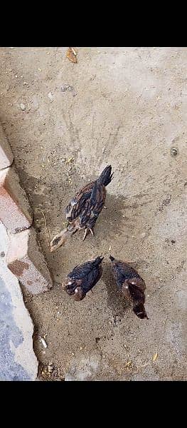 MIANWALI MURGI 3 CHICKS Hain Sath 2