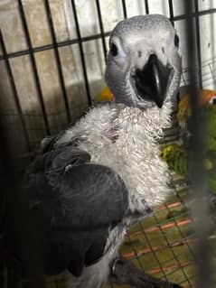 African Grey Chicks 3 months  | 03182271156