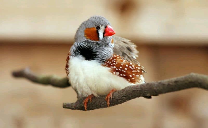 zabra finch white and red chick 0