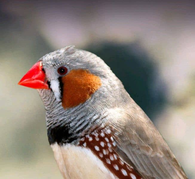 zabra finch white and red chick 1