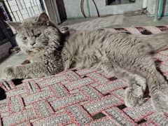 Pure persian Adult male cat