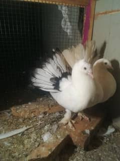 Black tail Lakka Male White Lakka Female Breeder Pair