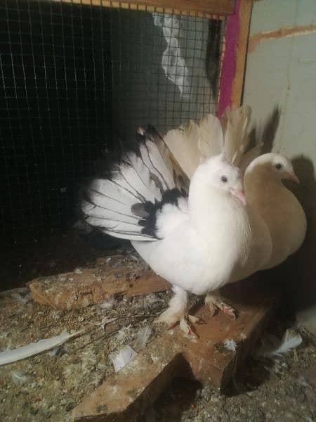 one breeder pair with one extra big size male 2500 0