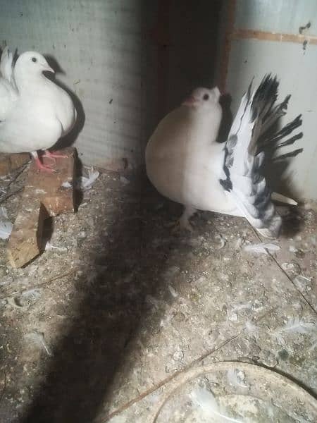 one breeder pair with one extra big size male 2500 10