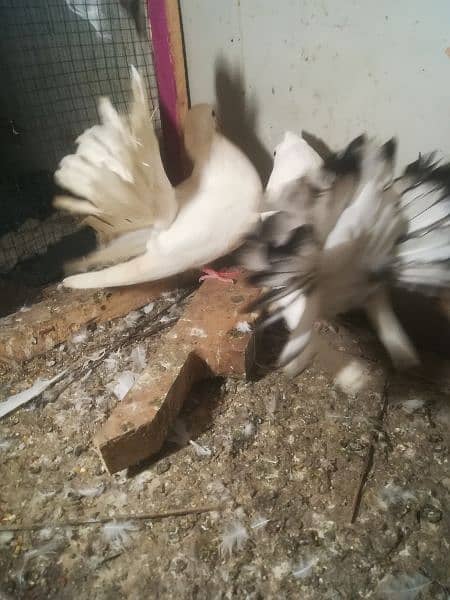 one breeder pair with one extra big size male 2500 11