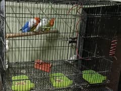 love bird setup for sale 0