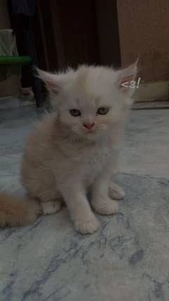 persian kitten for sale