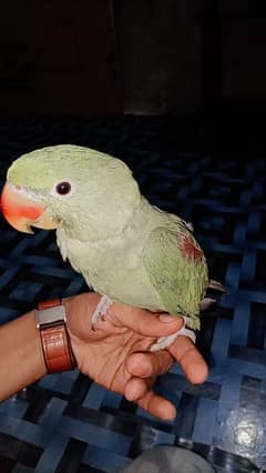 Raw Parrot 0