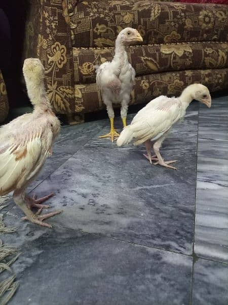 Two heera paper white and one heera boska for sale 2