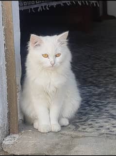 Persian adult female cat looking for new home