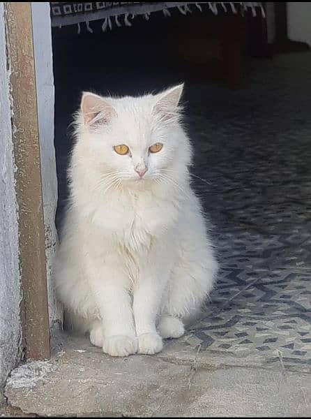 Persian adult female cat looking for new home 0