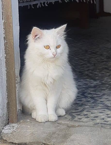 Persian adult female cat looking for new home 1