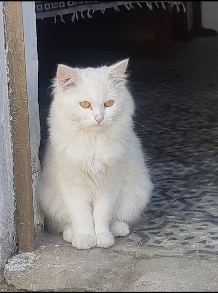 Persian adult female cat looking for new home 2