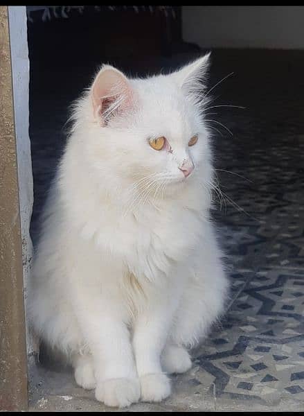Persian adult female cat looking for new home 3