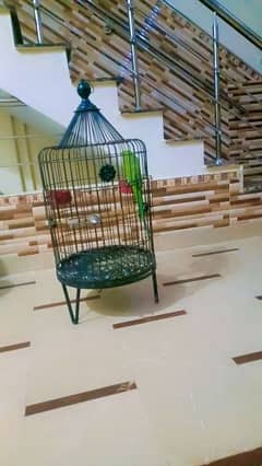 green ringneck parrot with cage