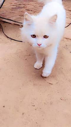 white Persian cat