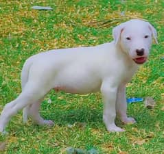 guwahati gultair pair 2months for sale