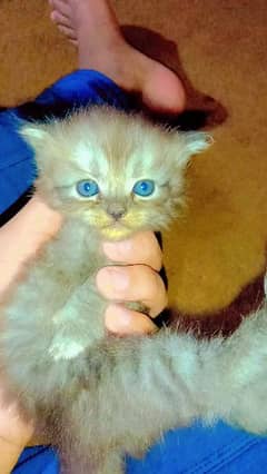 parsian doll face 3 baby cat female Whatsapp (0,3,0,0,4,4,0,8,0,0,5)