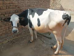 Nasli milky cow for sell
