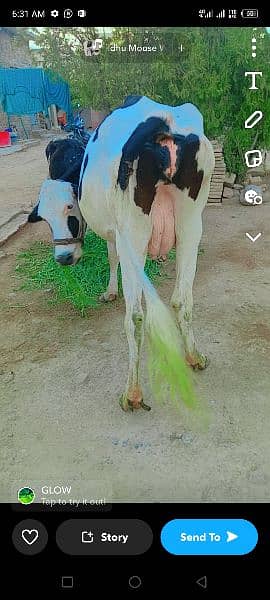 Nasli milky cow for sell 1