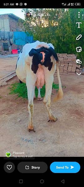 Nasli milky cow for sell 2