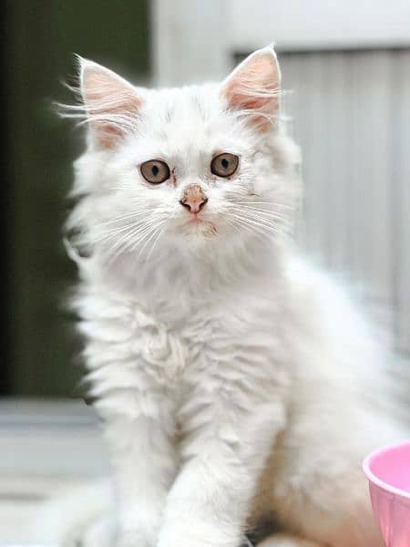 triple coat kitten for sale White 0