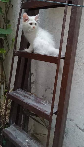 triple coat kitten for sale White 1