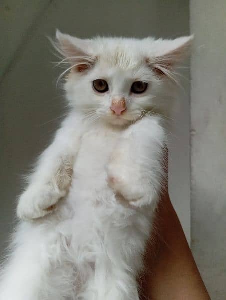 triple coat kitten for sale White 4