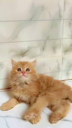 Persian Cat for sale my WhatsApp number 03276330466