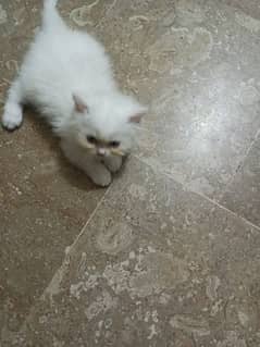 White Persian Female Kitten