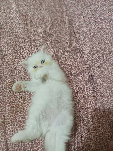 White Persian Female Kitten 4