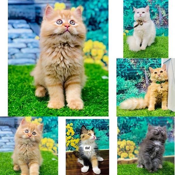 Persian hamalian british punch face piki face cat's and kitten's 1