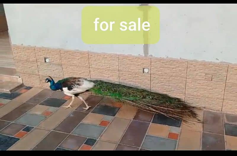 rabbits  goats, hens and parrots and more for sale 0